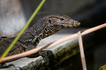 Water monitor lizard