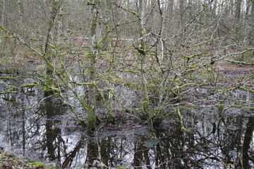 Forest swamp during springtime natural reserve	