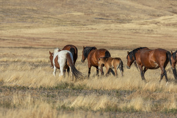 Naklejka na ściany i meble Wild Horses in Autumn in the Utah Desert