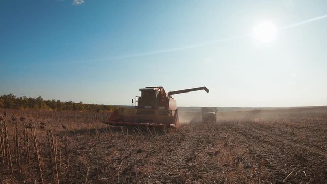 Harvester combine pours the grain into the truck on the field. Threshing machine pouring the just harvested wheat into a silo.