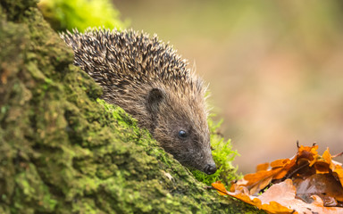 Hedgehog, wild, native, European hedgehog in natural woodland habitat with green bark tree trunk and golden Autumn leaves.  Facing right.  Horizontal.  Space for copy