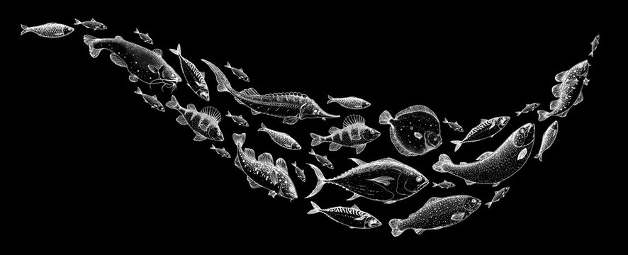 Fish sketch collection. Hand drawn vector illustration. School of fish vector illustration. Food menu illustration. Hand drawn fish set. Engraved style. Sea and river fish