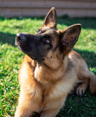 German Shepherd lying in the grass, cute, adorable and protector dog. Police dog. Warm Eyes.