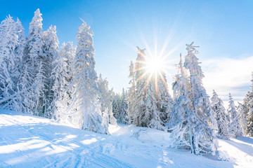Winter landscape of snow covered frosty trees in the forest on a sunny day.
