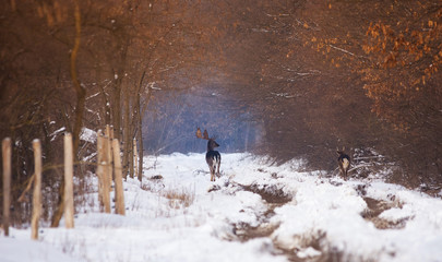 Wild deer in winter landscape, on the field outside the forest © Aron M  - Austria