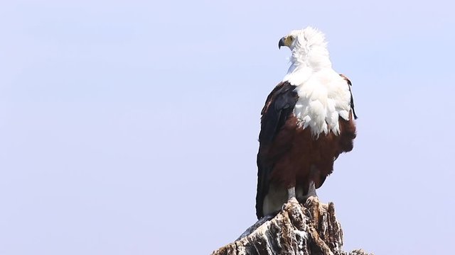 African Fish Eagle sits on stump perch, feathers ruffled by the wind