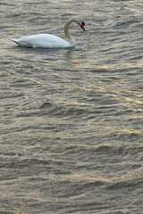 Swan on a waving stormy sea water in a reflection of golden sunset light. Copy space.