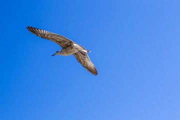  seagull in flight
