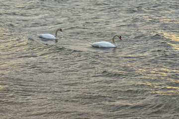 Couple of swans on a waving stormy sea on a sunset. Copy space.