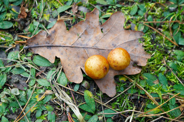 The gall oak produced by the infection from the insect Cynips gallae tinctoriae, gallae oak leaf