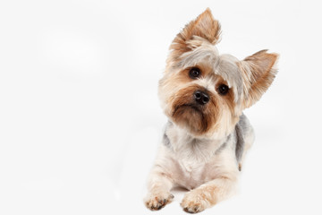 Yorkshire pose in white background with space for text or graphics 