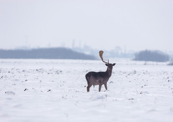 Wild deer in winter landscape, on the field outside the forest