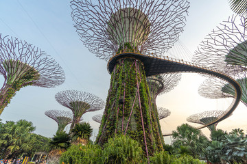 Super Tree, Singapore © Piotr