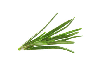 Fresh green rosemary isolated on white. Aromatic herb