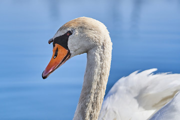 The white mute swan Cygnus olor in Czech Republic