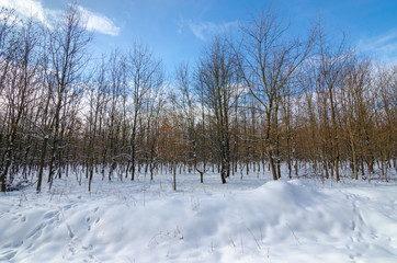 Winter landscape with snow, trees and blue sky, in the morning