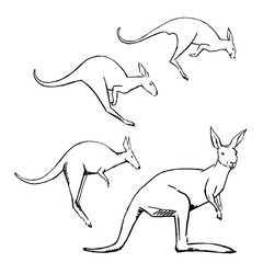 Creative clipart set of kangaroo in sketch style.