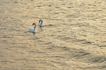 Couple of swans on a waving stormy sea on a sunset. Copy space.