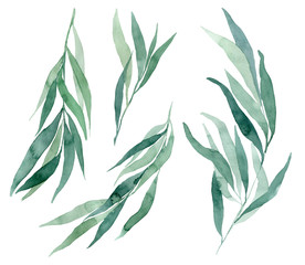 Fototapeta premium set of watercolor illustrations eucalyptus branch on a white background. Elements for creating wedding invitations and cards in eco style.