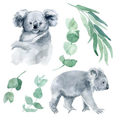 watercolor illustration of a koala with eucalyptus branches on a white background. The symbol of Australia is a cute koala bear with a cub behind its back. Koala sketch hand-drawn. © Anastasiia