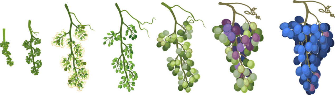 Ripening stages of grape: from flower to ripe bunch of grapes isolated on white background