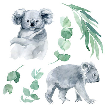 watercolor illustration of a koala with eucalyptus branches on a white background. The symbol of Australia is a cute koala bear with a cub behind its back. Koala sketch hand-drawn.