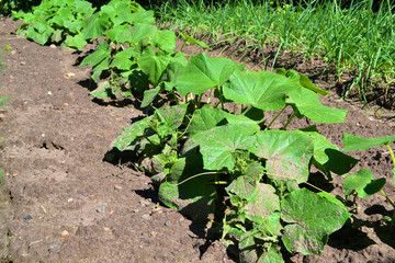 Cucumber sprouts in the field and farmer is watering it; seedlings in the farmer's garden , agriculture, plant and life concept