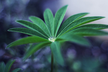 Water drop on leaf
