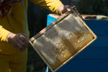 Beekeeper checks honeycomb at apiary Beautifull sunny day Interesting hobby
