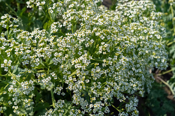 Small white flowers of oil radish. Raphanus sativus. Var. Oleiformis, nowrap, fodder radish.