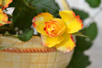 Yellow roses in an old ceramic gardening basket on vintage blurred background