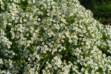 Small white flowers of oil radish. Raphanus sativus. Var. Oleiformis, nowrap, fodder radish.