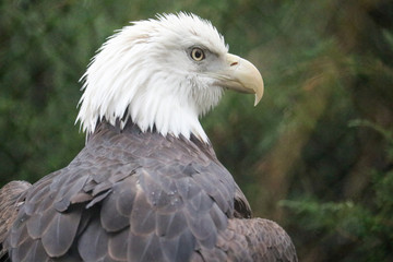 american bald eagle
