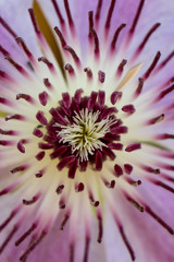 Obraz premium Macro di un fiore