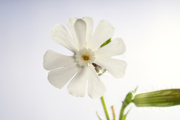White flower of white campion close-up. Silene latifolia or bladder campion.Place for text.