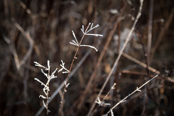 Hoarfrost on plants. A hoarfrost that begins to thaw