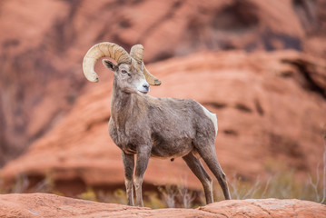 Male bighorn sheep
