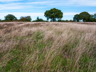 Outside natural scene of grass and fields and sky