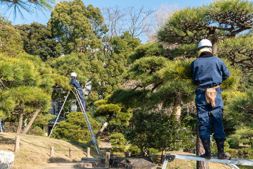 剪定作業