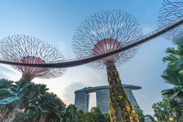 Super Tree, Singapore - obrazy, fototapety, plakaty
