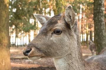 portrait of a deer