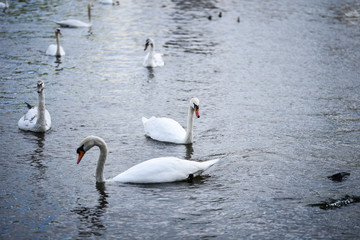 close up view of the Vltava river 