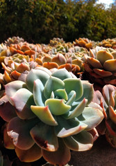 Hermoso jardín de suculentas -  Beautiful succulent garden