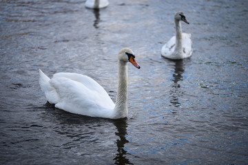 close up view of the Vltava river 