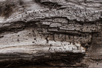 old wood texture of bark of tree