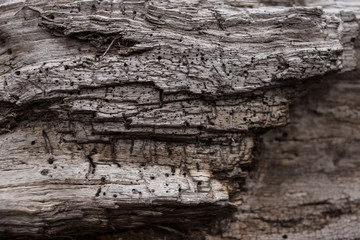 texture of bark of an old tree