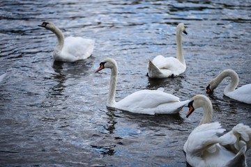 close up view of the Vltava river 