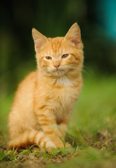 Ginger kitty cat sitting in grass