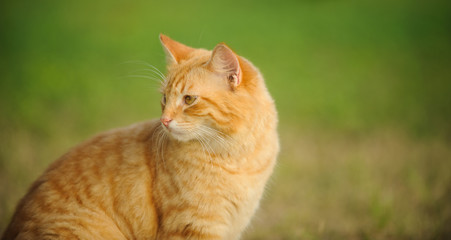 Naklejka na ściany i meble Ginger tabby cat portrait against grass