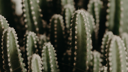 cactus group photographed in detail